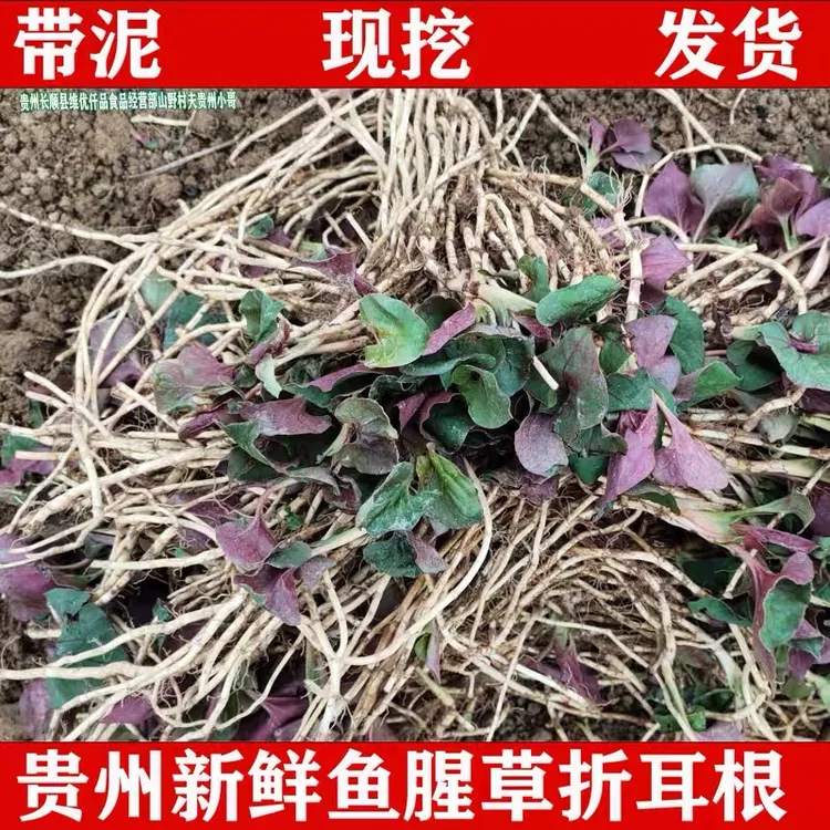 (送福利) 贵州特产新鲜现挖鱼腥草折耳根凉拌菜清热爽口0.5/5斤