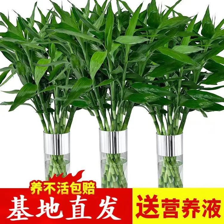 【纸箱发货】富贵竹80-90厘米水养办公室绿植盆栽客厅专用净化空气