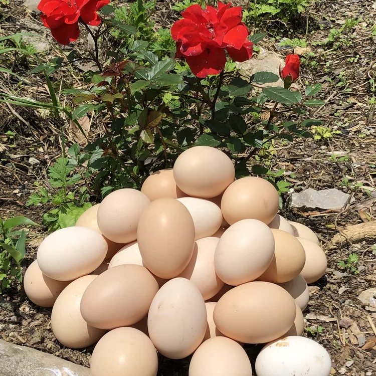 贵州30个燕子山正宗农家散养土鸡蛋谷物喂养营养农产品鸡蛋