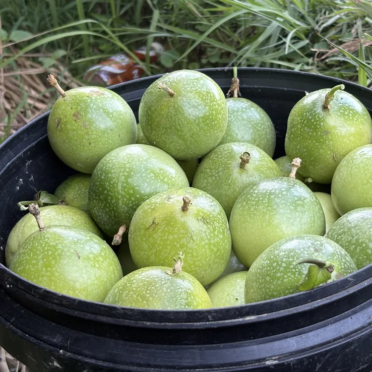 贵州村超榕江高山百香果