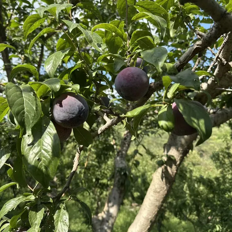 新鲜应季脱骨脆红李子净重5斤酸甜口（顺丰包邮）