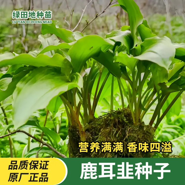 鹿耳韭种子四季山葱种籽天韭菜天蒜寒葱家庭田园小院种植蔬菜种子