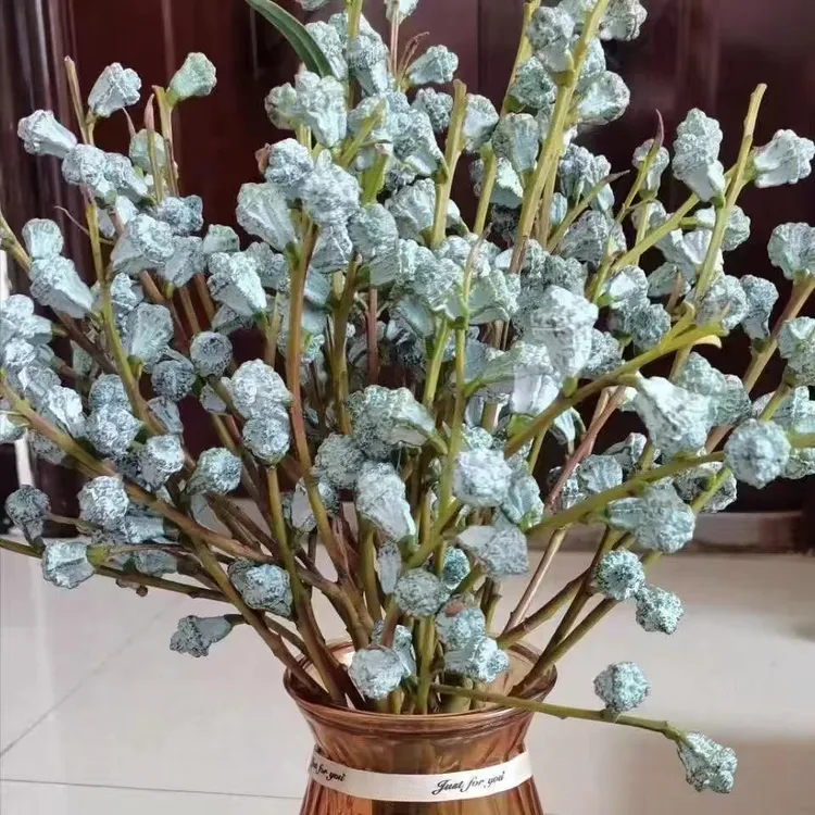 4扎 6 扎  10 扎（家庭装）大果  尤加利果可做干花清香家庭花材