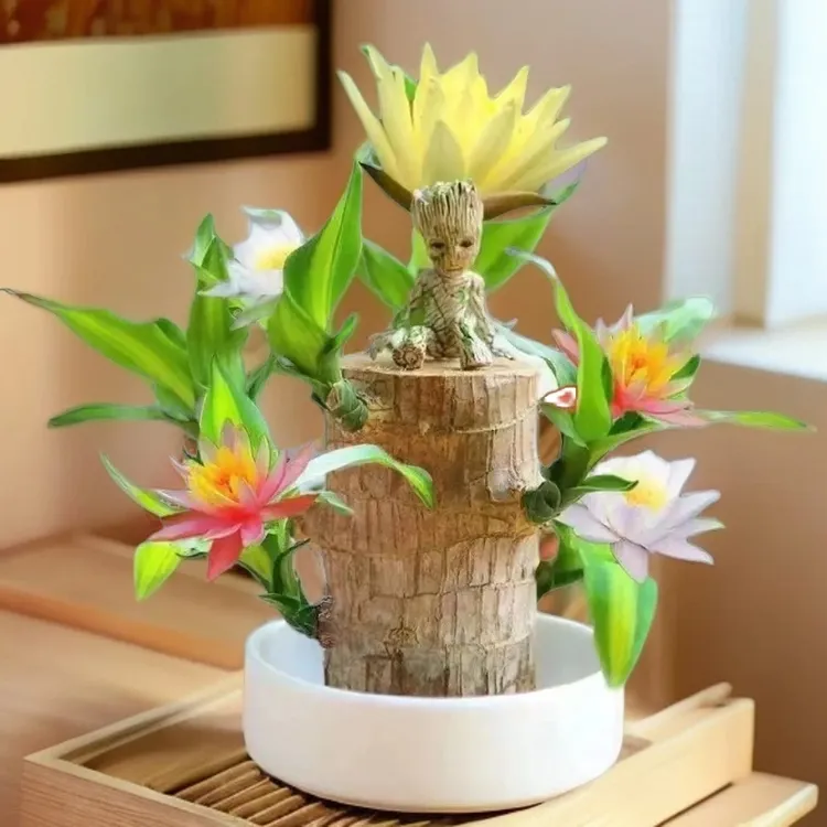 【带芽发货巴西木】进口包邮幸运木水培植物室内水养耐用盆栽格鲁特