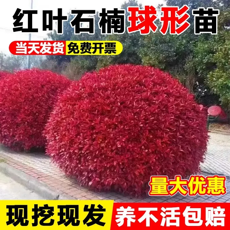 红叶石楠苗篱笆苗继木庭院风景树耐寒小苗户外绿植庭院庭院花卉