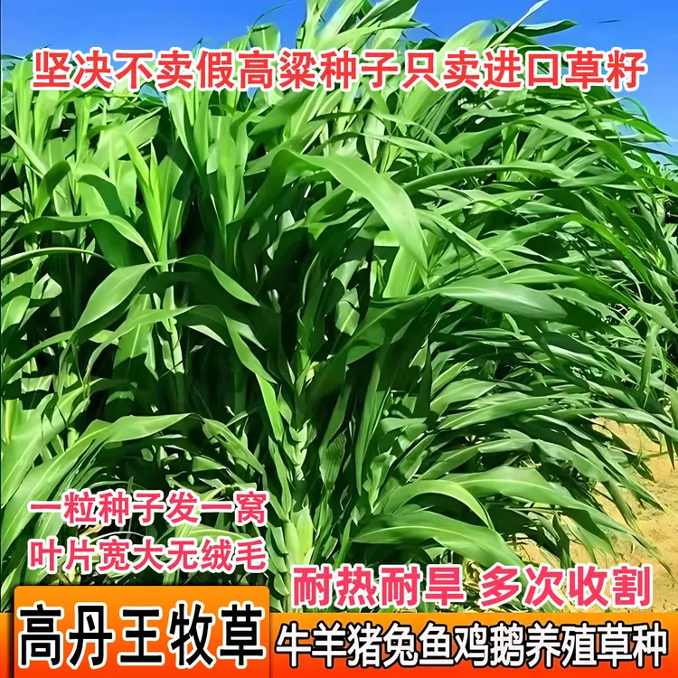 新型绿巨人高丹王牧草种子高产专用喂猪牛羊鸡兔养殖植株高大叶片商品图