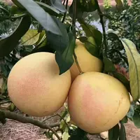 限【正宗三红蜜柚】现收山货三红柚子甜脆多汁