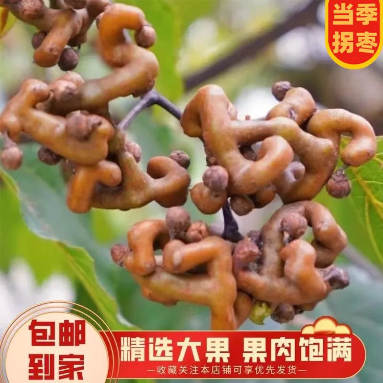 陕西秦岭新鲜野生打霜现摘拐枣可泡酒可生吃的鸡爪梨万寿果