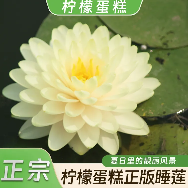 当季新品正宗柠檬蛋糕正版睡莲花朵鲜艳观赏美观带花苞对版发货