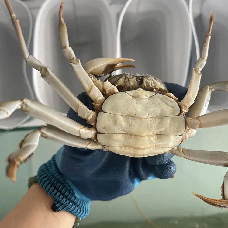 活蟹 精品全母2两-3两掉脚蟹 8只 2斤顺丰冷链