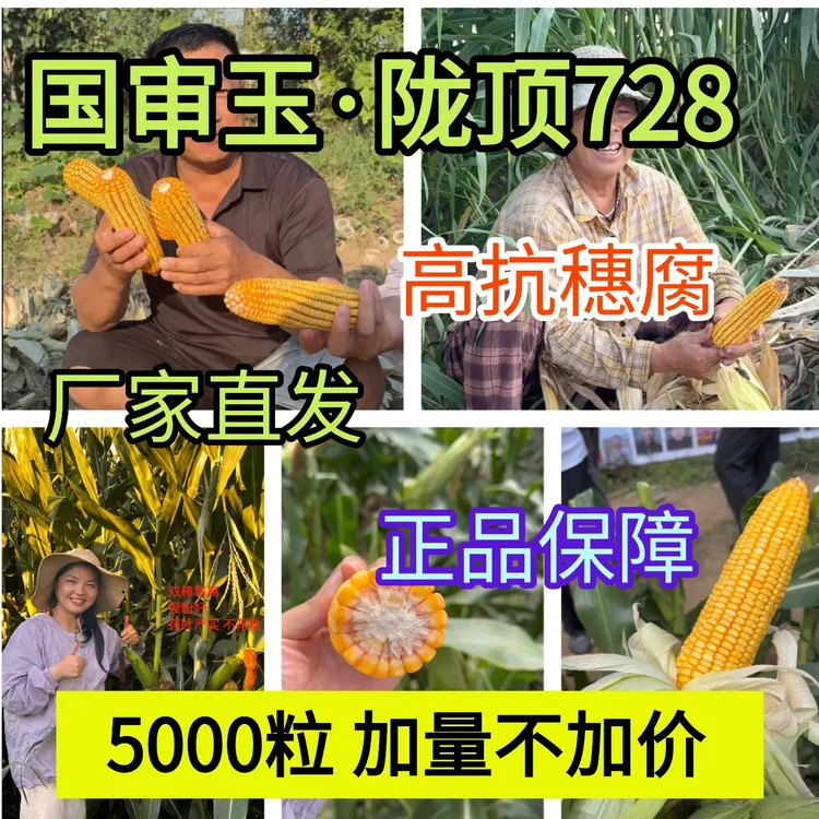 陇顶728【5000粒加量不加价】国审抗穗腐抗病高产玉米种子