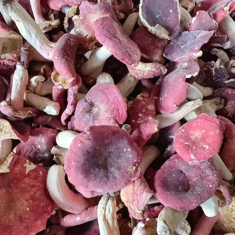 （半开菇）河南野生红菇菜菇开菇 250g