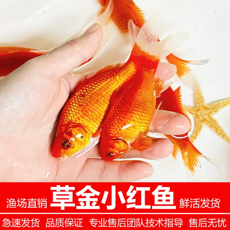 沐豪宠宠【小红鱼】红草金鱼活鱼苗观赏鱼淡水鱼冷水淡水鱼小型耐