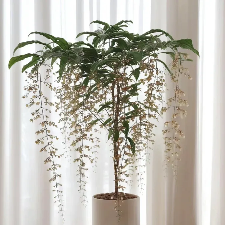 福利款泰国版垂丝茉莉苗阳台室内盆栽春夏季生长养护