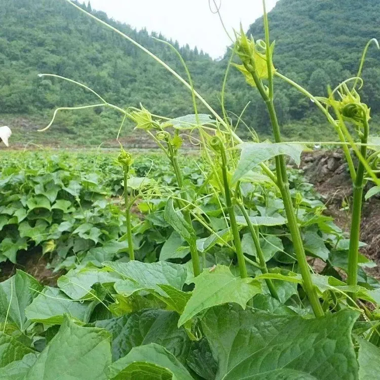 贵州佛手瓜尖新鲜现摘捧瓜尖鲜嫩佛手瓜苗藤现摘现发新鲜到家