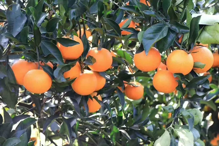 正宗湖南麻阳冰糖橙新鲜果园直发清甜可口橙子