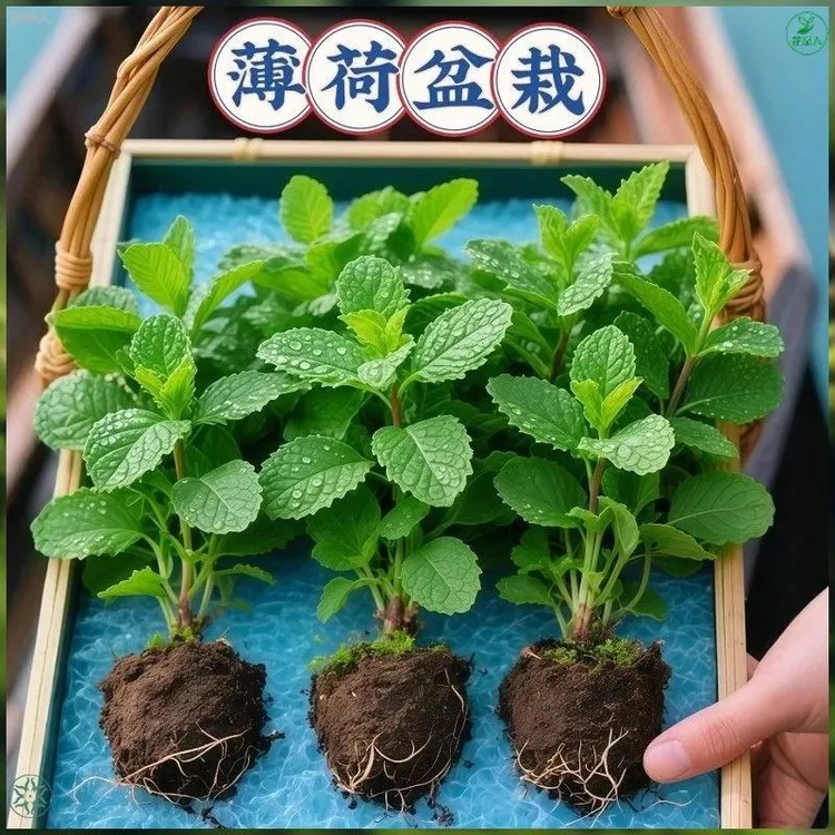 可食用正宗薄荷苗盆栽土培水培阳台庭院绿植清香新手必活薄荷商品图