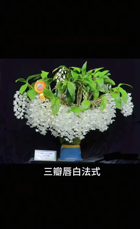 深红法式石斛，进口名品，花色优越艳丽，石斛界中爆花量大的名品