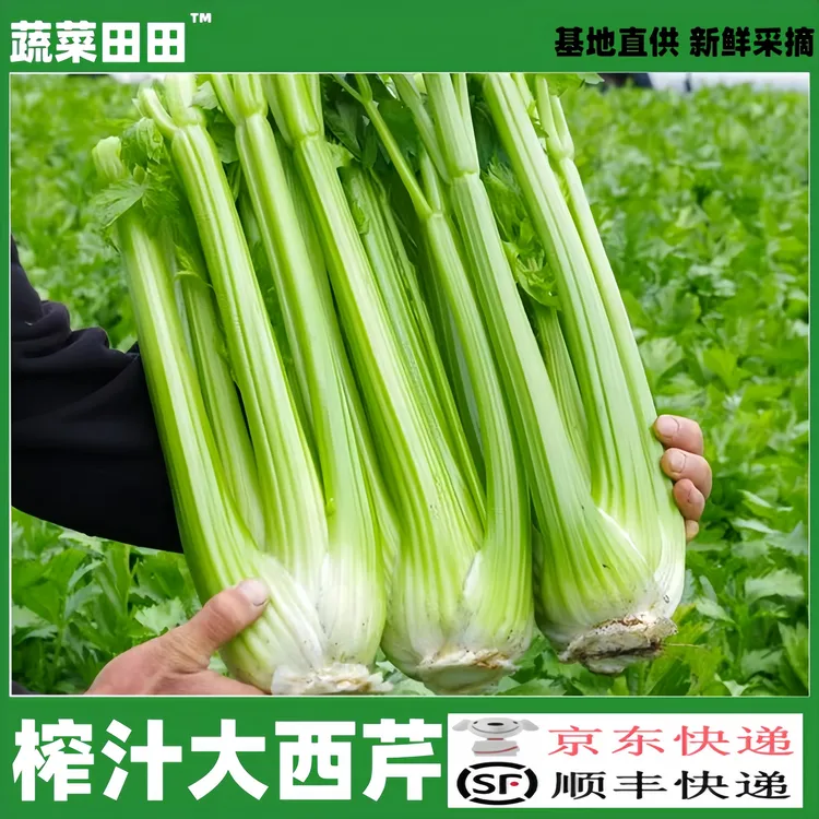 榨汁西芹3/5/9斤大颗半叶新鲜食用生食种植健康生长非水果芹菜