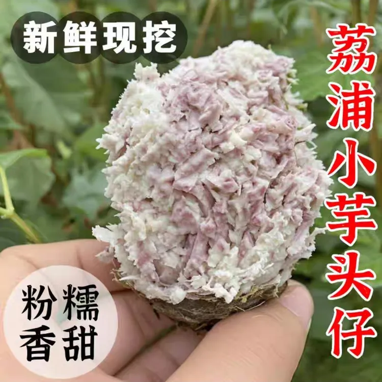 广西正宗荔浦芋艿广西荔浦新鲜软糯现挖粉糯香芋蔬菜芋特产毛芋头
