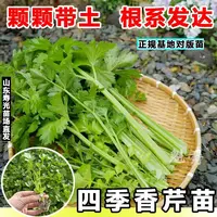 寿光四季小香芹菜苗秧带土发货耐寒耐热蔬菜苗四季阳台盆栽种子籽