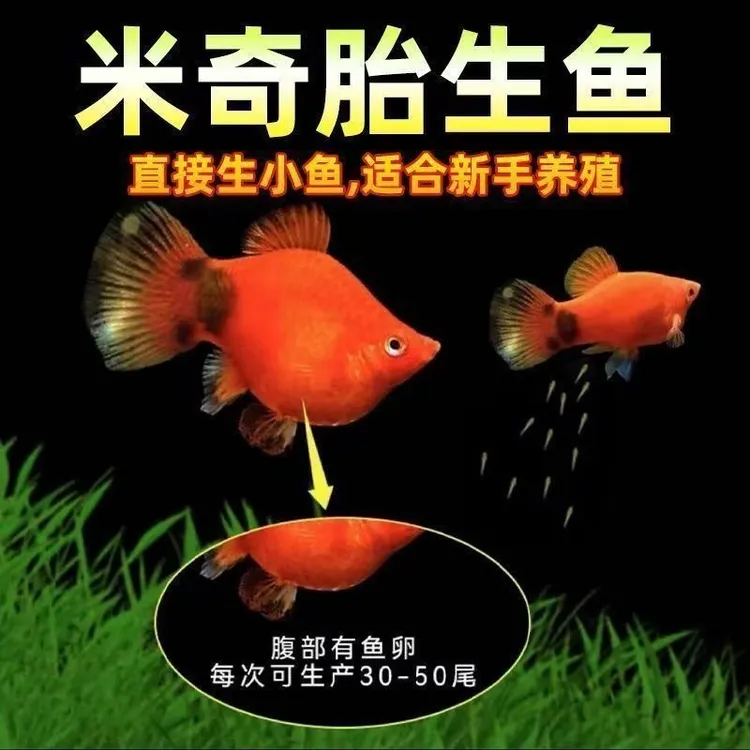 米奇 热带观赏鱼 耐活 鱼场养殖 好养月光 新鲜高档 食用 肥鱼