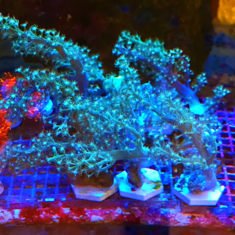 荧光绿圣诞树珊瑚8-10厘米