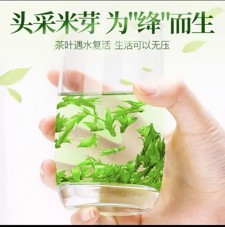 【2025年新茶小叶苦丁嫩芽】头春嫩芽早春好茶