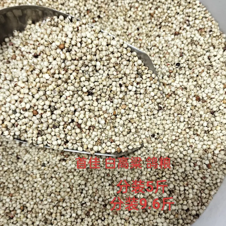 鸽用白高粱赛鸽营养饲料