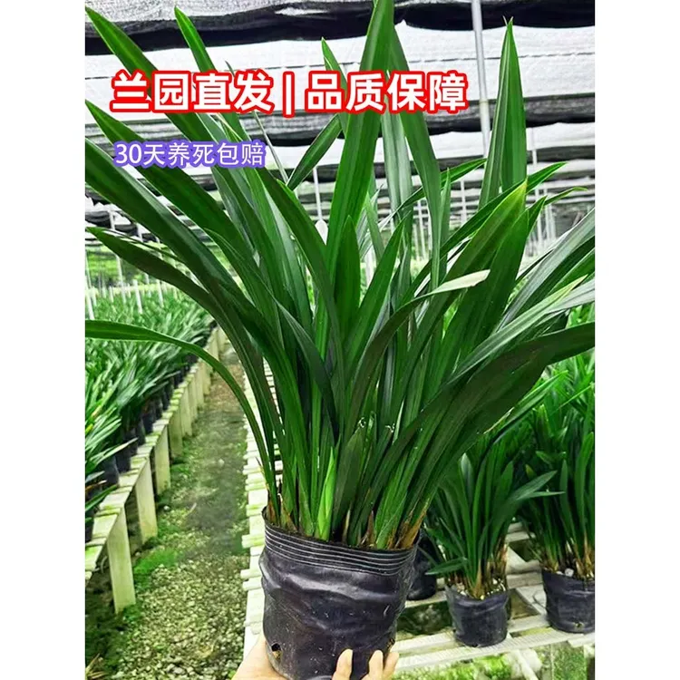 兰园直发】好养墨兰企黑名贵建兰兰花苗兰草花室内盆栽绿植带花苞