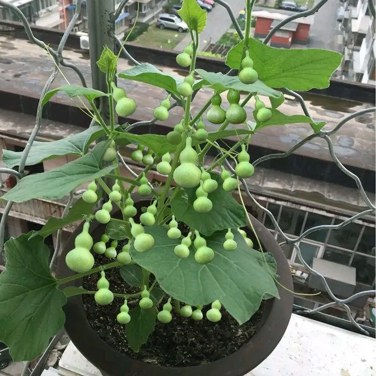 【阳台盆栽】手捻葫芦小葫芦种子籽观赏迷你金寸微型玩具葫四季菜籽