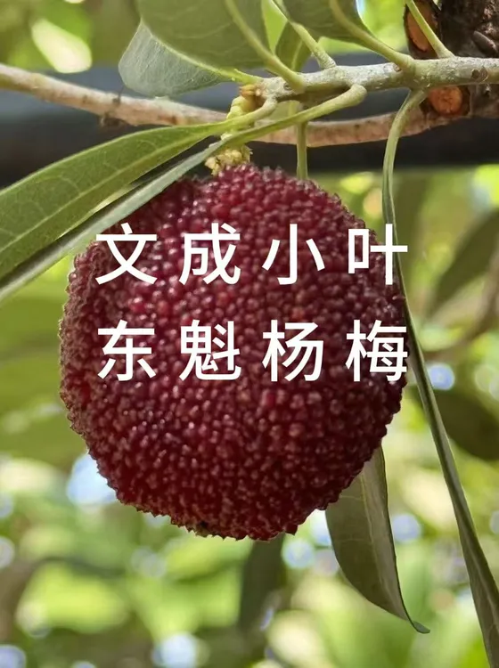 文成东魁新鲜现采现摘独立包装温州新鲜杨梅顺丰直达（当天采摘）