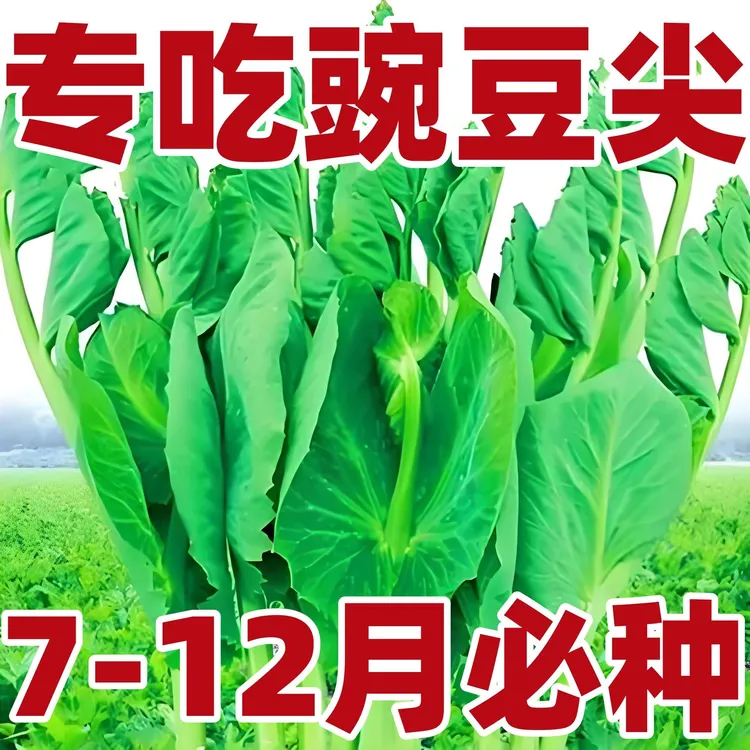 无须豌豆苗种子豌豆尖吃苗四季阳台盆栽水培芽苗菜秋冬季蔬菜种子