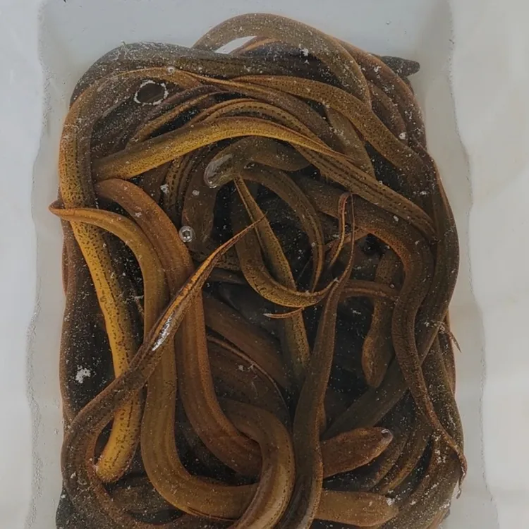 安徽大别山农家捕捉活黄鳝自然生长1-3两