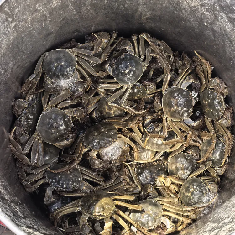 顺丰包活到家阿勒泰精品母蟹螃蟹净重1kg，规格2两以上/只