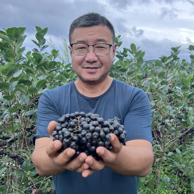 【顺丰直发】不老莓25年鲜果/野樱莓/黑果花楸果