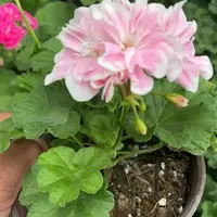 【童话故事】勤花天竺葵 非常非常勤花 矮桩细枝