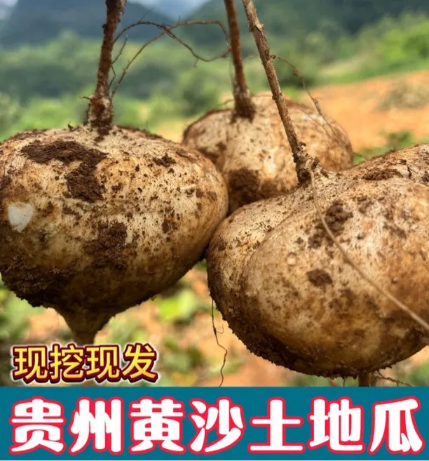 贵州沙土地现挖地萝卜凉薯地瓜脆嫩多汁新鲜低糖水果