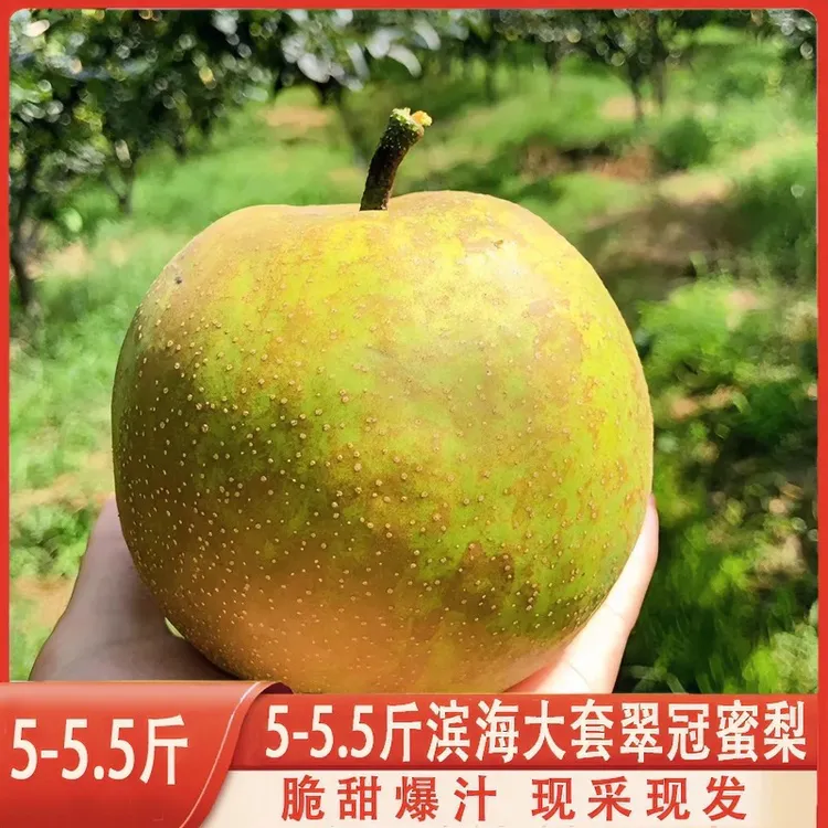 滨海大套翠冠蜜梨顺丰发运坏果包赔翠冠梨