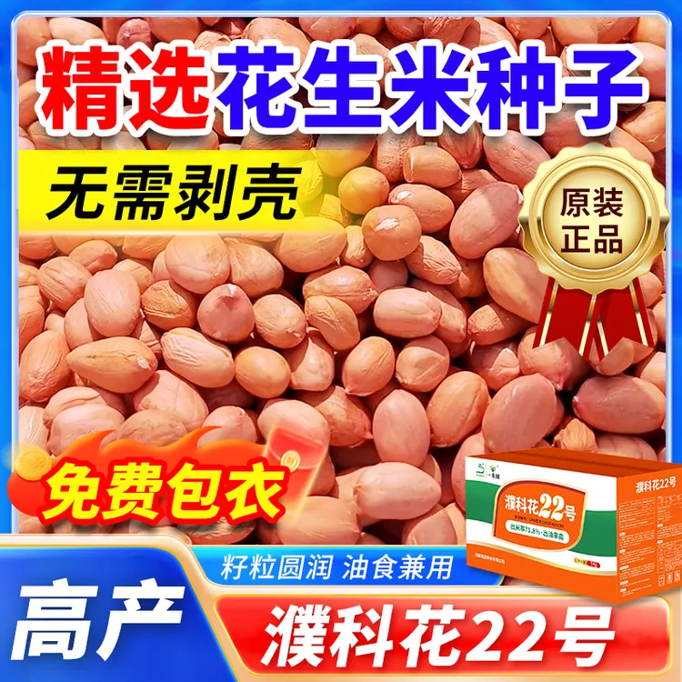 不带壳濮科花22号高产花生种子 批发厂家薄皮品种出米高抗旱耐涝商品图