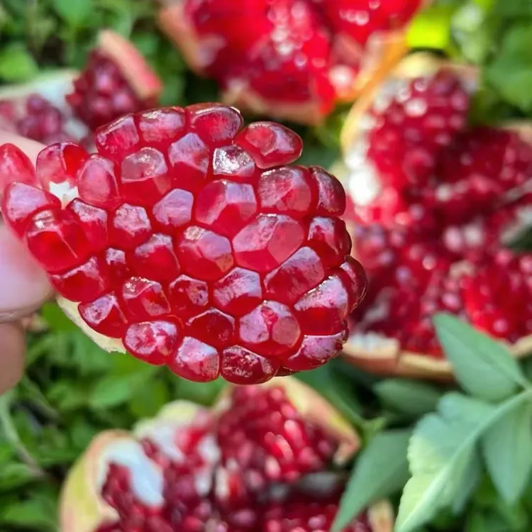 【现货！爆甜】四川会理软籽石榴新鲜当季水果爆甜多汁现摘产地直发