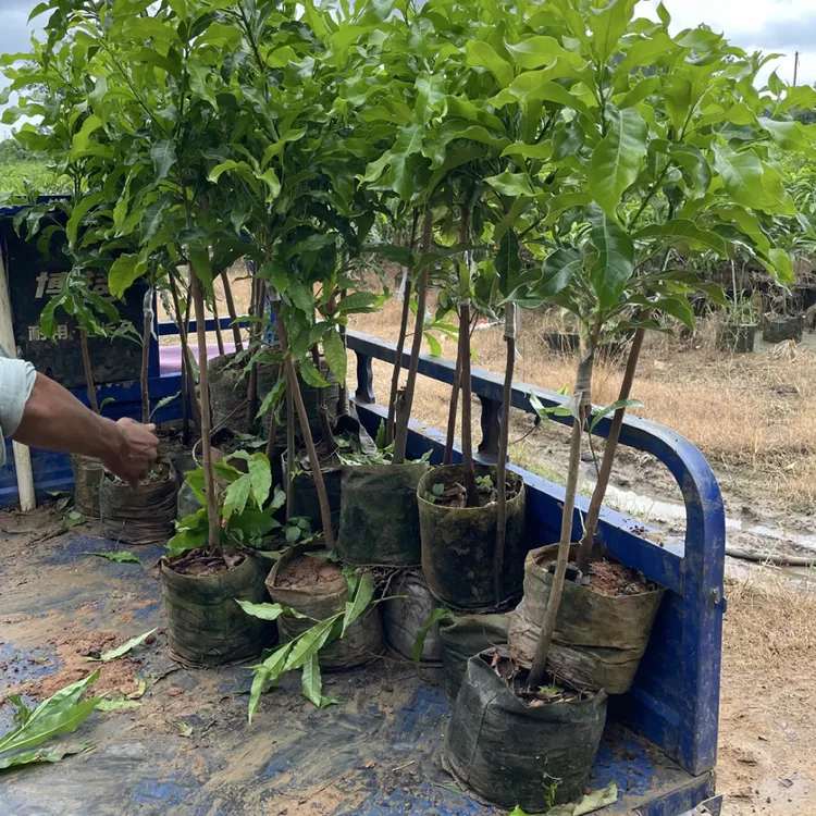 冰糖黄晶果树苗 四季结果高产 单果一斤半左右 软滑蜜甜 杯苗发货