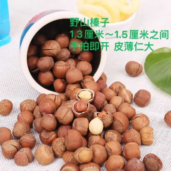 野生山榛子大粒熟的