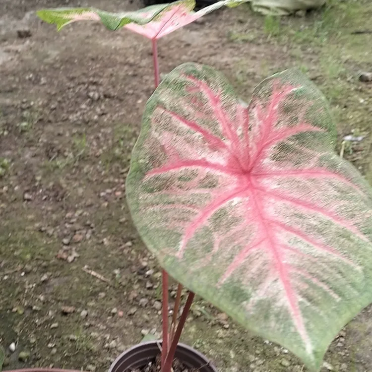 彩叶芋（红桃公主，中档高度）盆栽好养耐晒适合阳台客厅的绿植