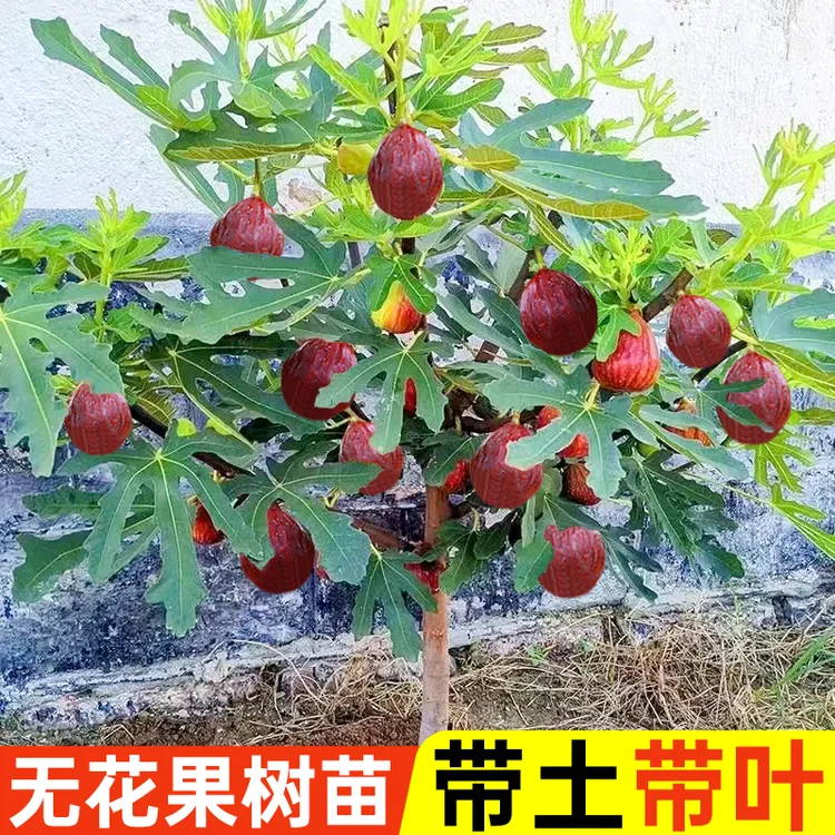 红心无花果树苗波姬红大果可选带果耐旱耐寒大盆栽庭院南北方种植