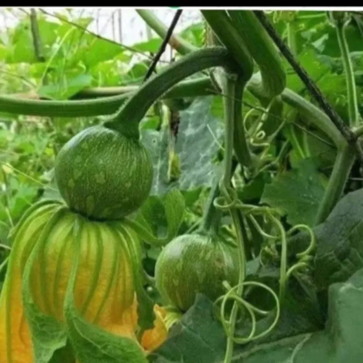 贵州新鲜嫩小圆瓜（小梦瓜）清甜又面当季蔬菜