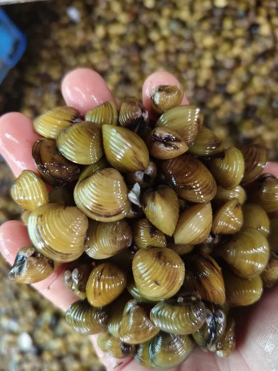 黄沙蚬新鲜溪蚬子腌制黄蚬子鲜活蛤蜊非花甲爆炒新鲜无沙黄沙蚬