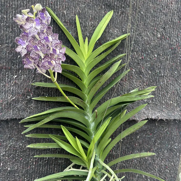 蓝精灵万代兰胡姬花大花浓香蓝色室内花卉客厅盆栽万代兰直播