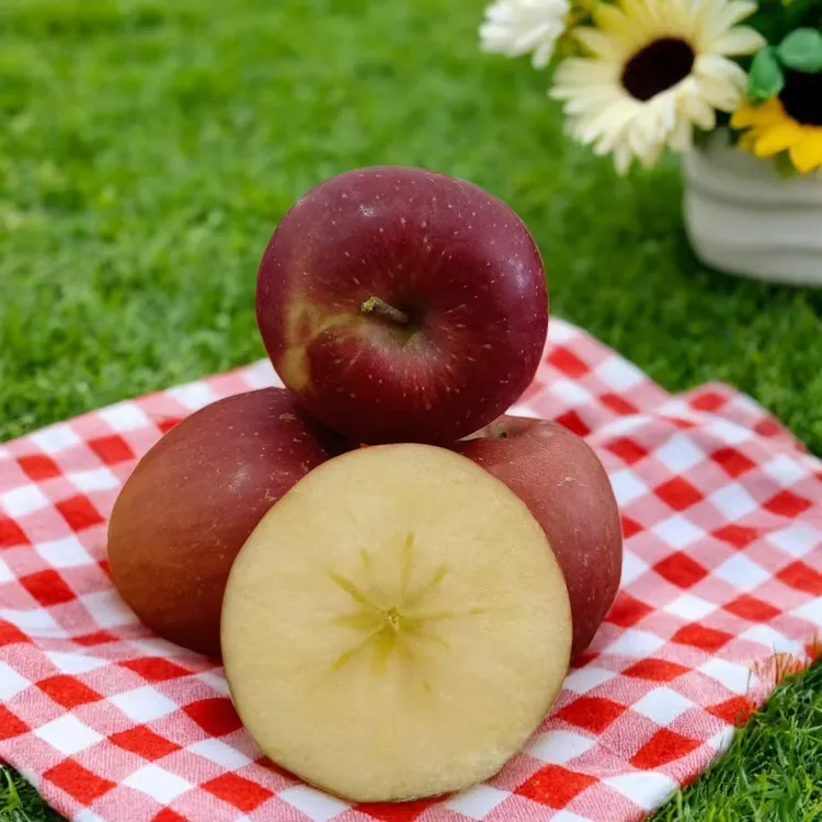 云南昭通冰糖心丑苹果新鲜现摘脆甜多汁当季水果
