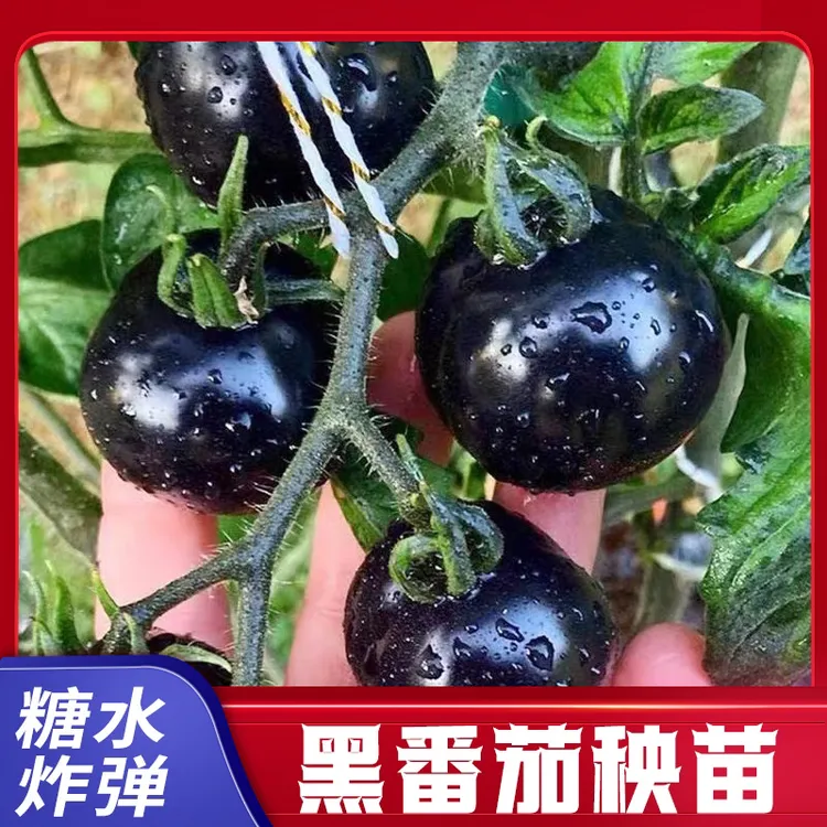 糖水炸弹给番茄秧苗黑珍珠黑美人西红柿圣女果种子籽四季盆栽种苗